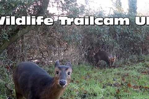 We've got a pair of otters! Trail camera Thursday