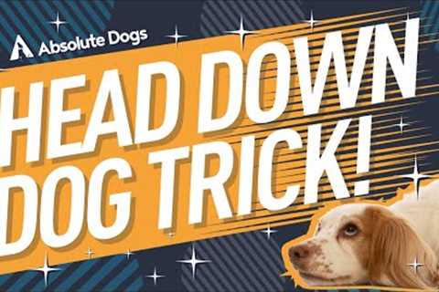 Teach your dog a cute head down/sleepy dog trick