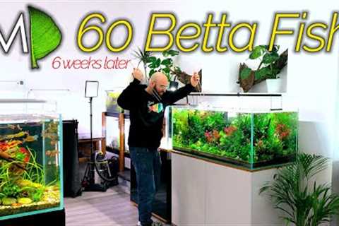 The Perfect Tank Doesn't Exi... 60 Betta Fish Aquarium | MD FISH TANKS