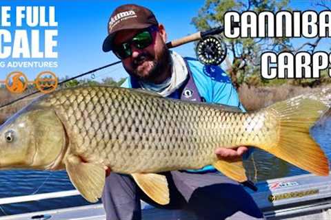 Cannibal Carps | Fly Fishing | The Full Scale