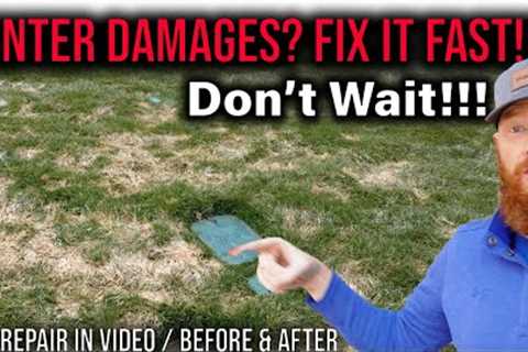 fix dead grass after snow or rain, DON'T WAIT!