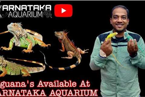 Iguana Available At KARNATAKA AQUARIUM | Exotic Pets #india #iguana #reptile
