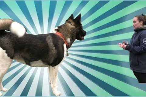 American akita lead walking and people/dog reactive