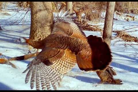 TRAIL CAMERA VIDEO, BIG WHITETAIL BUCKS RUT, SPARRING, DEER COYOTE STAND OFF, TURKEY, DUCK, WILDLIFE