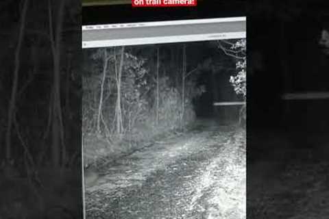 Skunk Being Pursued by Bigfoot on Trail Camera!
