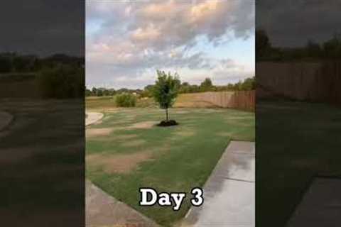 Covering the Lawn with SAND