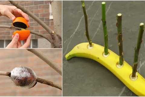 10 INCREDIBLE GARDENING HACKS