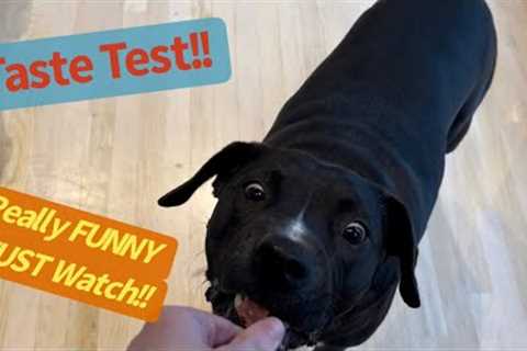 DOG Treat Taste Testing! Funny Tricks Too! #dog #funnydogs #doglover