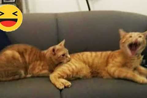 Funniest Cats 😹 - Don't try to hold back Laughter 😂 - Funny Cats Videos #6
