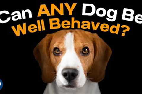 Getting A Happy Well Behaved Dog With The ABCs of Training #202 #podcast