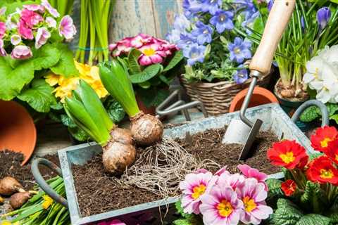 How to Grow Strawberries at Home