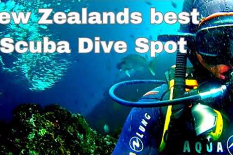 Solo Road Trip - Poor Knights Islands, New Zealand- Scuba Diving Travel Vlog Adventure