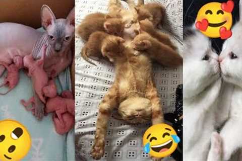 Funny cat video cute cat video | ncs background music | funny comedy cat | cute cat lovely kiss me