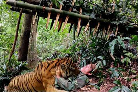 Survive alone, detect tigers, attack people, skills, tiger traps, survival instincts