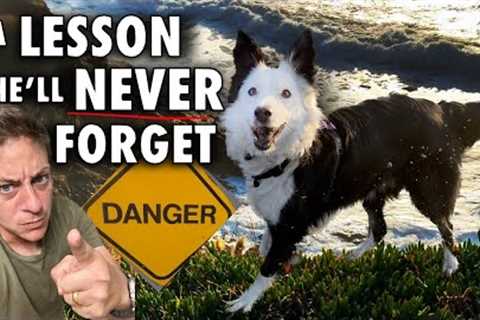 A Lesson She’ll Never Forget. What I Did When My Dog Almost Didn’t Come When Called!