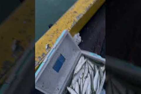 Omaezaki  03-25 #fishing #fish #sea