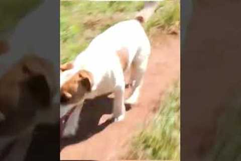 Jack Russell and Jaguar Have an Unlikely Friendship #shorts