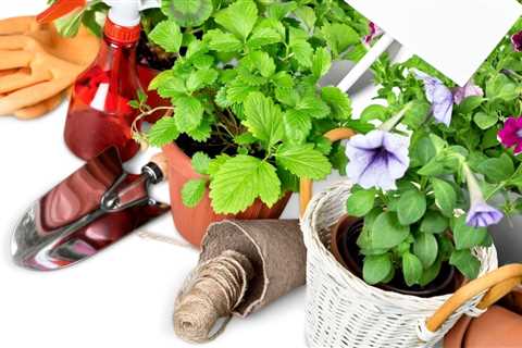 How to Grow Lettuce All Year Round