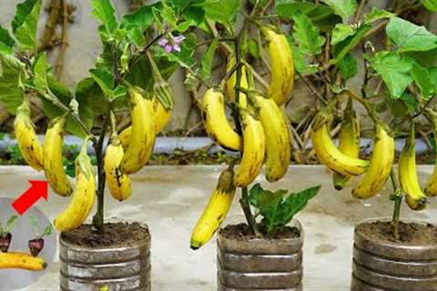 Surprised With How To Grow Eggplant With Banana | Growing Eggplant At Home