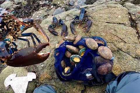 COASTAL FORAGING AT ITS FINEST - Big Lobsters &amp; Abalone! Catch Clean Cook Big Lobster