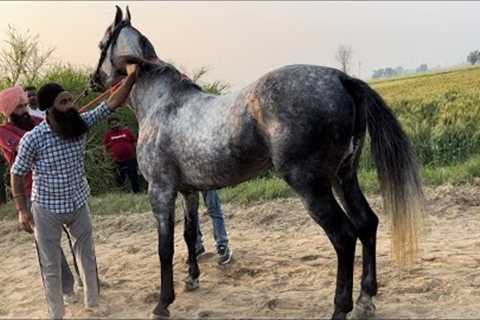 🔴 LIVE HORSE RACING - BARUNDI (Ludhiana) -TRACK LENGTH -470m /  March'23 #horseracing
