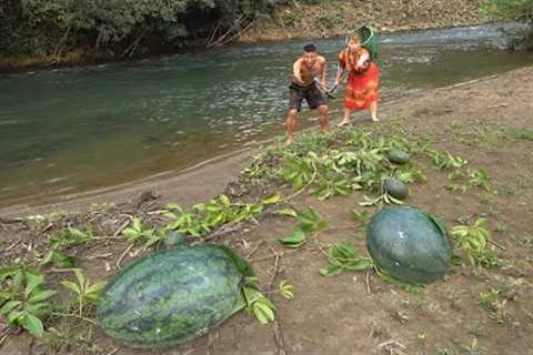 Skills Survival: Find food with fish and pick large melons grow naturally by river