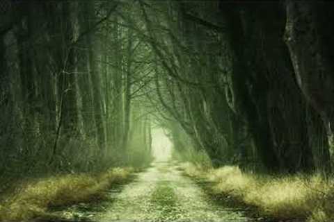 Magical Forest | Drone Aerial View | Royalty Free | Stock Footage | No Copyright Videos