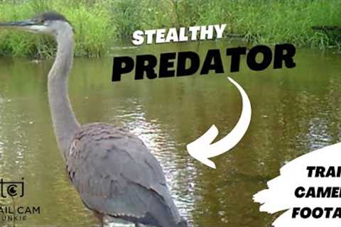 5 minutes of Blue Herons on Trail Camera