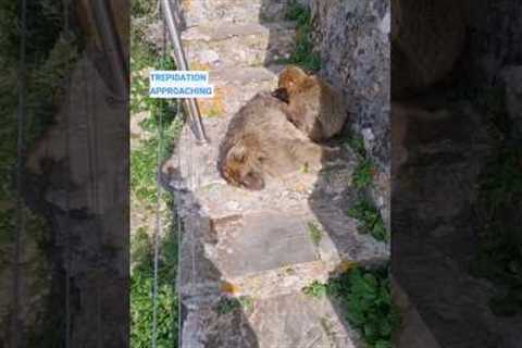 Huge macaque on the Rock of Gibraltar! Watch what I got up to on this Azamara cruise #cruise #travel