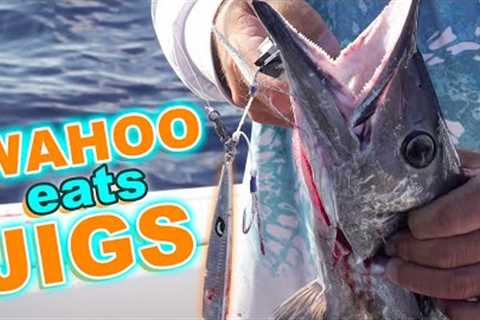 Wahoo on vertical Jigs Fishing off Marathon {Catch &amp; Cook}