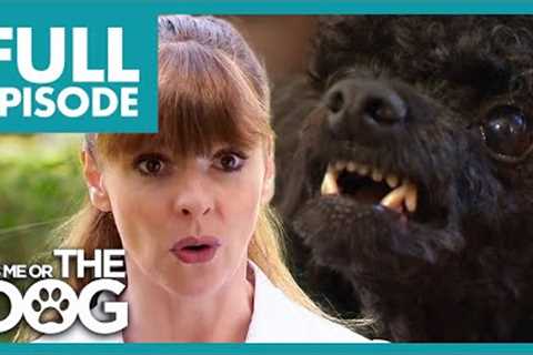 Agressive Toy Poodle Hates Men | Full Episode USA