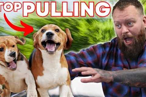 The Single FASTEST Way To STOP Your Dog Pulling On The Leash