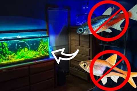 You're stocking 10 gallon fish tanks WRONG