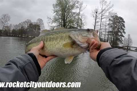 Pre Spawn Bass Fishing on Wilson Lake in Alabama