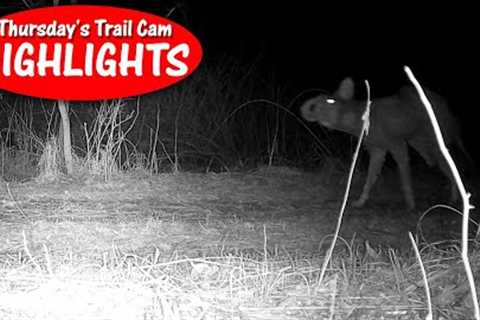 UGLIEST Beast Ever Caught on Camera? Thursday's Trail Cam Highlights: 3.30.23