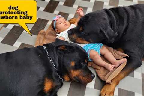 Dog protecting newborn baby | gurd dog | the rott new video | #dog #funnyvideo