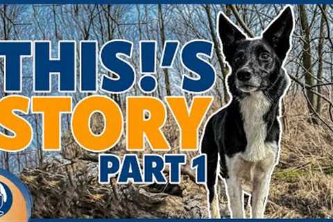Reactive, Unmotivated and Fearful: Finding Resiliency For This! Beyond Dog Training Part 1 #203