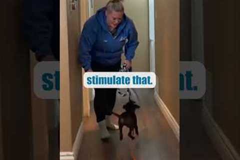 This Puppy Training Tip Will Get YOU More SLEEP!