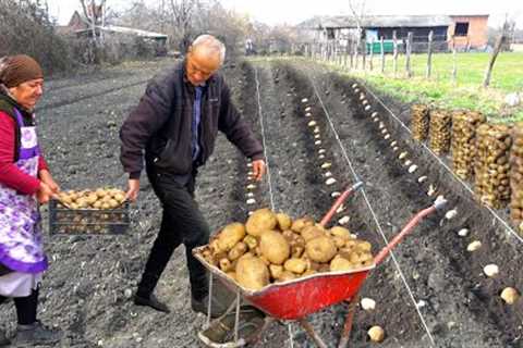 How to Grow Potatoes in the Village | Crispy Homemade Buns and Chips Recipe