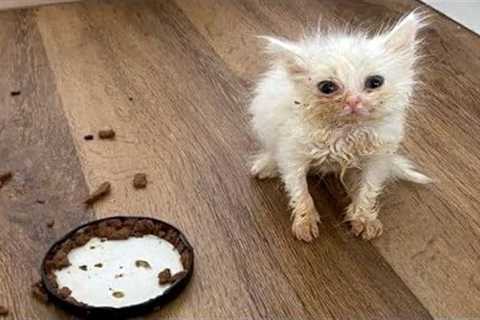 FUNNY CAT MEMES COMPILATION OF 2023 V13