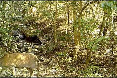 Trail Cam Australian Wildlife - vol 1 -  Brisbane Forest Park