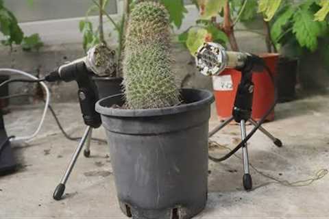 Researchers find that plants actually make sound