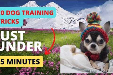 10 Dog training tricks just under 5 minutes #dogtraining #puppytraining #labradortraining