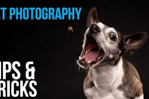 Pet Photography Tips &amp; Posing Tricks