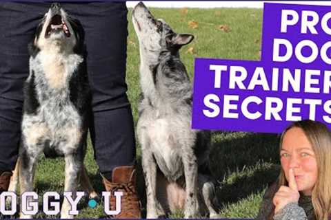 Faster DOG TRAINING RESULTS! (help for jumping on guests, barking, and more!)