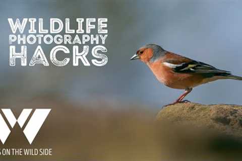 Wildlife photography hacks