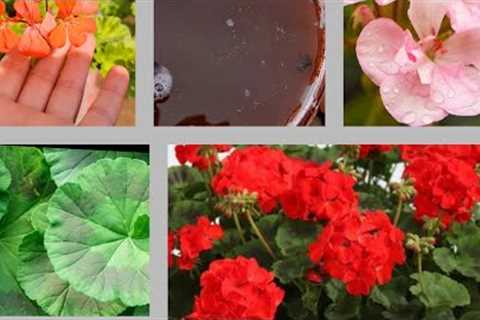 All about geranium care#best homemade fertilizer for geranium#Explore your hobbies!!!