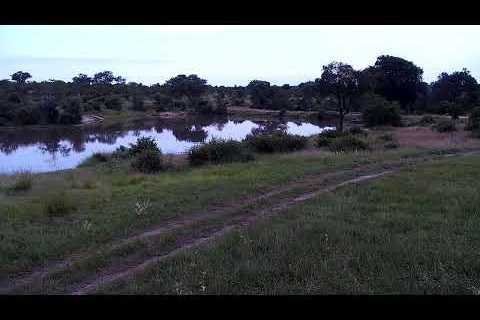 Djuma Private Game Reserve Live Stream