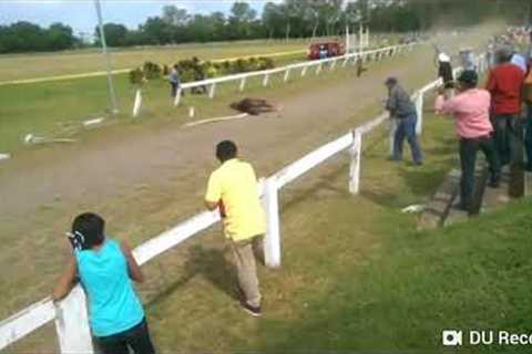 OMG Very Dangerous Damage To The Horse Racing