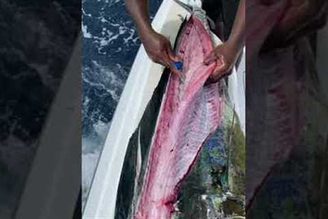 Cleaning Dolphin in Record Time! #Shorts